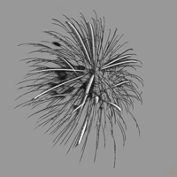 night flower, arive photography- www.arive.co.uk