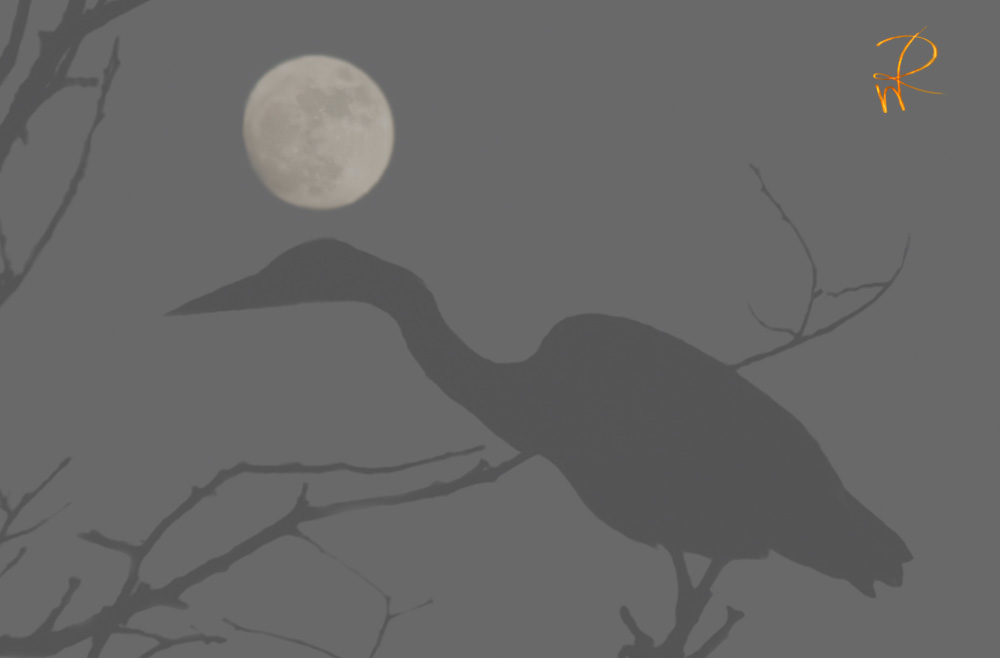 Horus - heron and moon -  arive photography- www.arive.co.uk